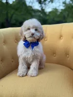 F1B Patrick, a female Cockapoo for sale in Mayfield, KY – 5 of 8