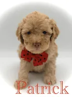 F1B Patrick, a female Cockapoo for sale in Mayfield, KY – Photo 1 of 7
