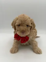 F1B Patrick, a female Cockapoo for sale in Mayfield, KY – Photo 7 of 7