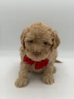 F1B Patrick, a female Cockapoo for sale in Mayfield, KY – Photo 2 of 7