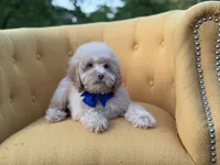 F1B Patrick, a female Cockapoo for sale in Mayfield, KY – 6 of 8