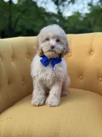 F1B Patrick, a female Cockapoo for sale in Mayfield, KY – 3 of 8