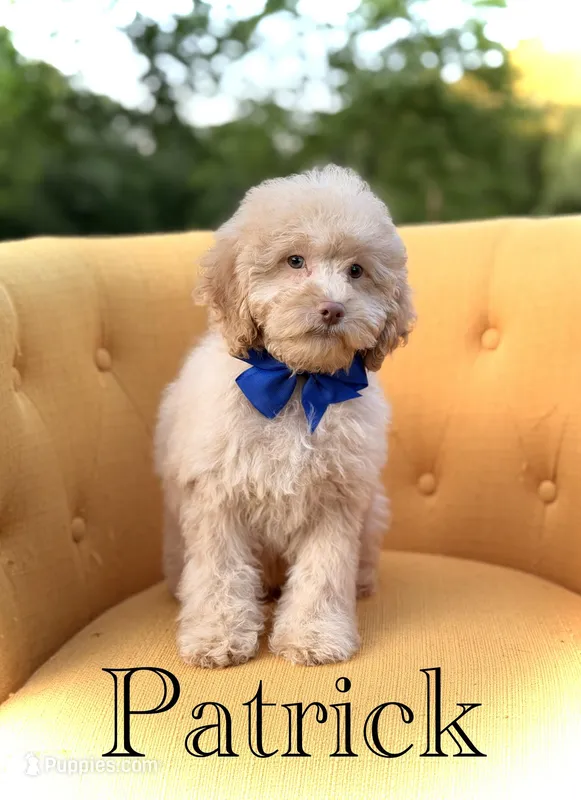 F1B Patrick – Cockapoo puppy for sale in Mayfield, KY