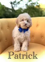 F1B Patrick, a female Cockapoo for sale in Mayfield, KY – 1 of 8