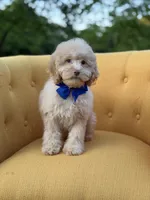 F1B Patrick, a female Cockapoo for sale in Mayfield, KY – 2 of 8