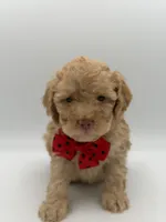 F1B Patrick, a female Cockapoo for sale in Mayfield, KY – Photo 5 of 7