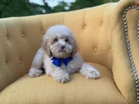 F1B Patrick, a female Cockapoo for sale in Mayfield, KY – 8 of 8