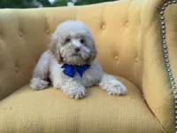 F1B Patrick, a female Cockapoo for sale in Mayfield, KY – 7 of 8