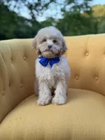 F1B Patrick, a female Cockapoo for sale in Mayfield, KY – 4 of 8