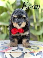 Evan, a male Miniature Bernedoodle for sale in Mayfield, KY – 8 of 10