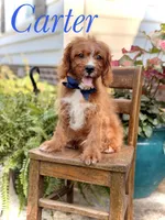 F1 Carter, a male Cavapoo for sale in Mayfield, KY – 1 of 10