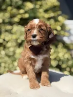 Dillon, a male Cavapoo for sale in Mayfield, KY – 2 of 6