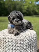 Trooper, a male Miniature Goldendoodle for sale in Mayfield, KY – 10 of 10