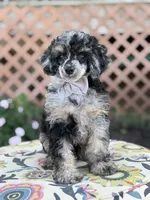 AKC Portet, a male Poodle - Toy  for sale in Mayfield, KY – 4 of 10
