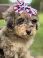 Liberty, a female Miniature Bernedoodle for sale in Mayfield, KY – 3 of 10