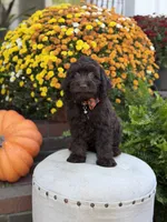 F1 Camden, a male Cockapoo for sale in Mayfield, KY – 7 of 10