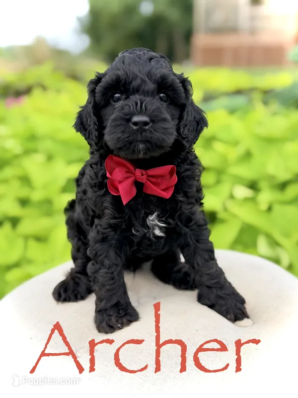 Archer – Cavapoo puppy for sale in Mayfield, KY