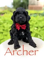 Archer, a male Cavapoo for sale in Mayfield, KY – 1 of 5