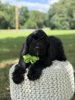 Mario, a male Miniature Goldendoodle for sale in Mayfield, KY – 7 of 10