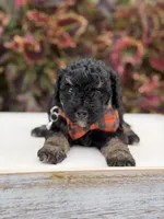 Hank, a male Miniature Bernedoodle for sale in Mayfield, KY – 5 of 9