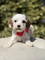 Dash , a male Cavapoo for sale in Mayfield, KY – 4 of 7