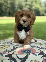 F1B Liam, a male Cavapoo for sale in Mayfield, KY – 7 of 10