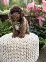Apollo, a male Cavapoo for sale in Mayfield, KY – 8 of 10