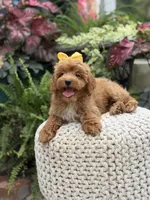 Patty, a female Miniature Goldendoodle for sale in Mayfield, KY – 4 of 10
