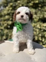 Dawson, a male Cavapoo for sale in Mayfield, KY – 5 of 10