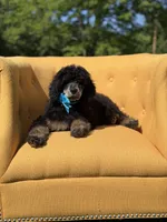 AKC Wally, a male Poodle - Multi-Colored Standard for sale in Mayfield, KY – 9 of 10