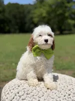 Dash , a male Cavapoo for sale in Mayfield, KY – 5 of 7