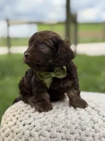 Hank, a male Cavapoo for sale in Mayfield, KY – 4 of 10