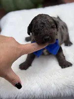 Blue bow, a male Miniature Bernedoodle for sale in Mayfield, KY – 7 of 10