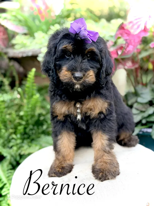 F1B Bernice  – Bernedoodle puppy for sale in Mayfield, KY