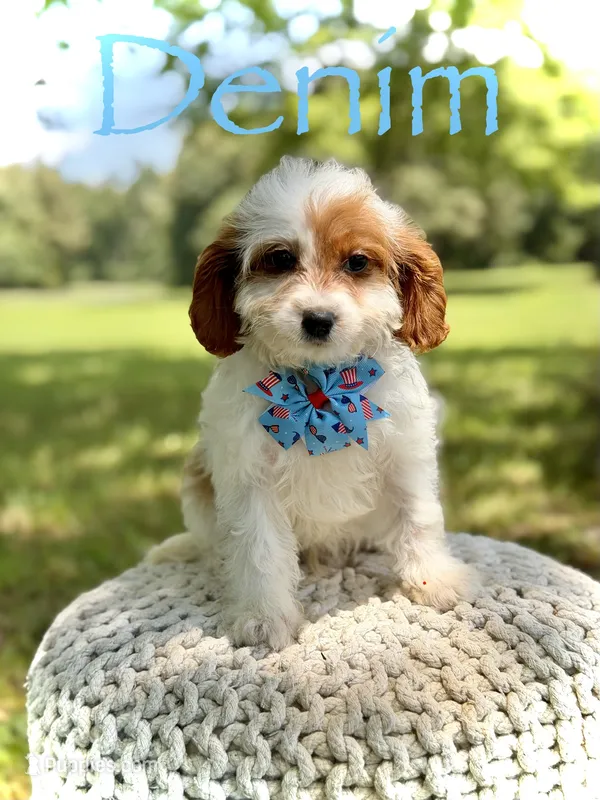 Denim – Cavapoo puppy for sale in Mayfield, KY