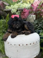 F1B Brooke, a female Bernedoodle for sale in Mayfield, KY – 3 of 10