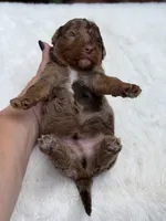 Green bow, a male Miniature Bernedoodle for sale in Mayfield, KY – 8 of 10