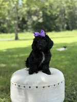 Luna, a female Cavapoo for sale in Mayfield, KY – 1 of 10