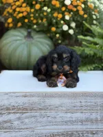 F1 Seth, a male Cavapoo for sale in Mayfield, KY – 6 of 9
