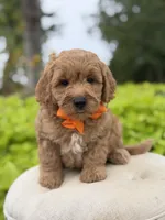 Paxton , a male Miniature Goldendoodle for sale in Mayfield, KY – 3 of 8