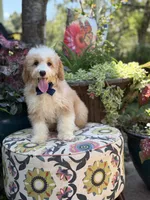 F1B Laken, a male Cavapoo for sale in Mayfield, KY – 5 of 10