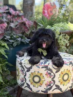 F1 Tyler, a male Bernedoodle for sale in Mayfield, KY – 9 of 10