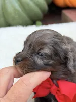 Red bow, a male Cavapoo for sale in Mayfield, KY – 7 of 9