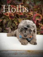Hollis , a male Miniature Bernedoodle for sale in Mayfield, KY – 8 of 10