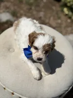Denim, a male Cavapoo for sale in Mayfield, KY – 3 of 9