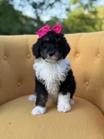 F1B Gretchen, a female Bernedoodle for sale in Mayfield, KY – 6 of 7