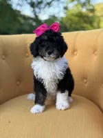 F1B Gretchen, a female Bernedoodle for sale in Mayfield, KY – 2 of 7