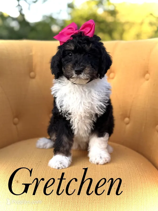 F1B Gretchen – Bernedoodle puppy for sale in Mayfield, KY
