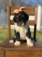 F1B Gretchen, a female Bernedoodle for sale in Mayfield, KY – Photo 2 of 4