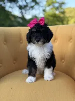 F1B Gretchen, a female Bernedoodle for sale in Mayfield, KY – 4 of 7